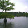Cajun Coyote Trail Run