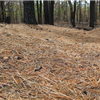 Whispering Pines Trail Run