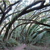 trail