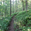 A fern lined section of trail