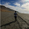 Antelope Island Buffalo Run