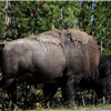 Buffalo